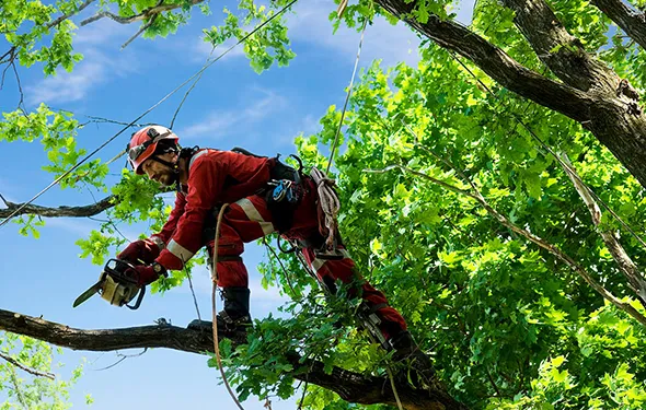 About Valley Tree Pros And Excavation – trusted tree service and excavation experts in the Capital Region