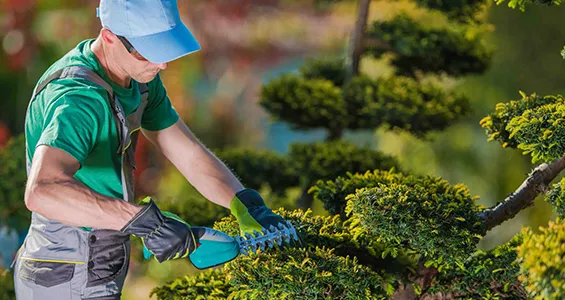 Why our tree care team stands out—certified technicians, great pricing, and guaranteed quality.
