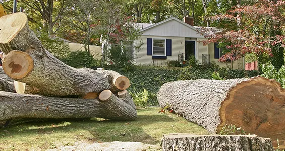 Why choose our certified arborists and eco-friendly tree removal services in Newcomb, NY.
