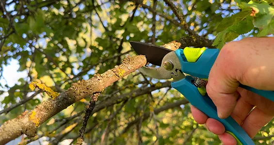 Key benefits of choosing our certified arborists and local tree care professionals.