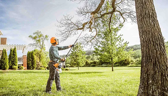 Top-rated tree trimming solutions in Schroon Lake focused on safety, health, and aesthetics.