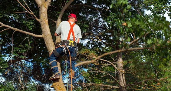 Tailored tree trimming in Brant Lake focused on unique landscape and tree needs.