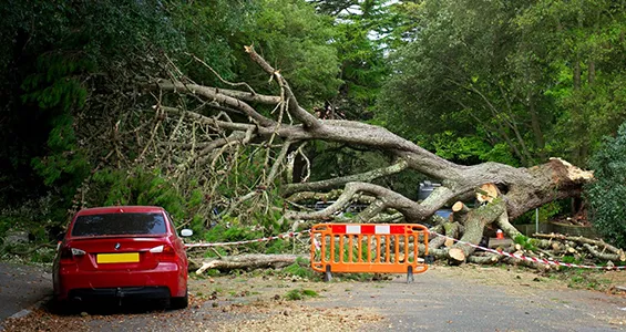 24/7 emergency tree services in Schroon Lake for storm damage and fallen trees.