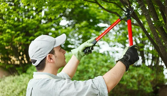North Creek’s trusted tree care experts offering pruning, assessments, and maintenance.