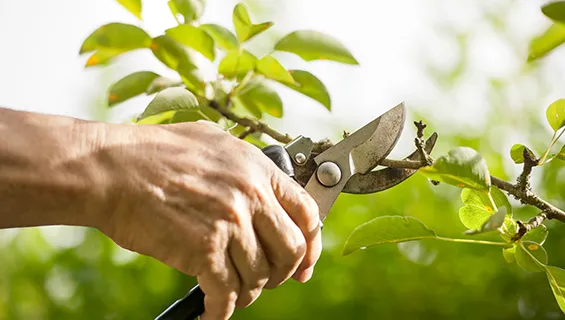 Expert pruning and shaping in Newcomb, NY to improve tree health and aesthetics.