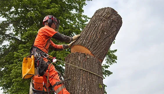 Tree removal specialists assessing and removing trees for homes and businesses in Newcomb, NY.