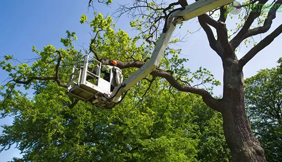 Brant Lake tree removal and stump grinding services ensuring safety and site restoration.