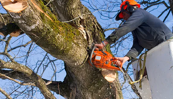 Tree cutting professionals working in tight spaces in Schroon Lake, NY using safety gear.