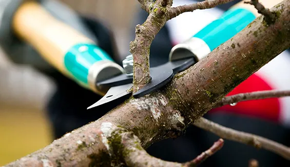 Year-round seasonal tree trimming in Chester Town to boost health and weather resistance.