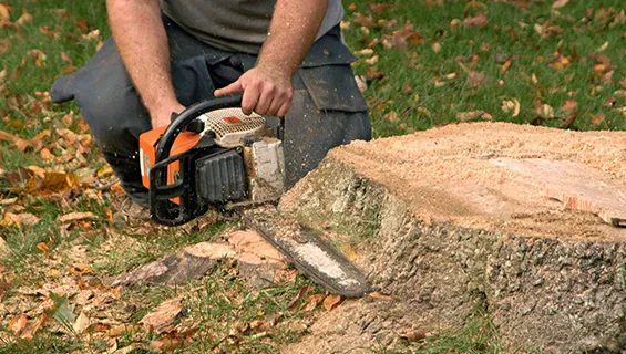 Stump grinding team removing tree stumps to prepare yard for landscaping in Chester Town.
