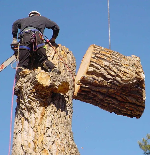 Licensed tree removal in Newcomb NY including storm damage and large tree extraction.